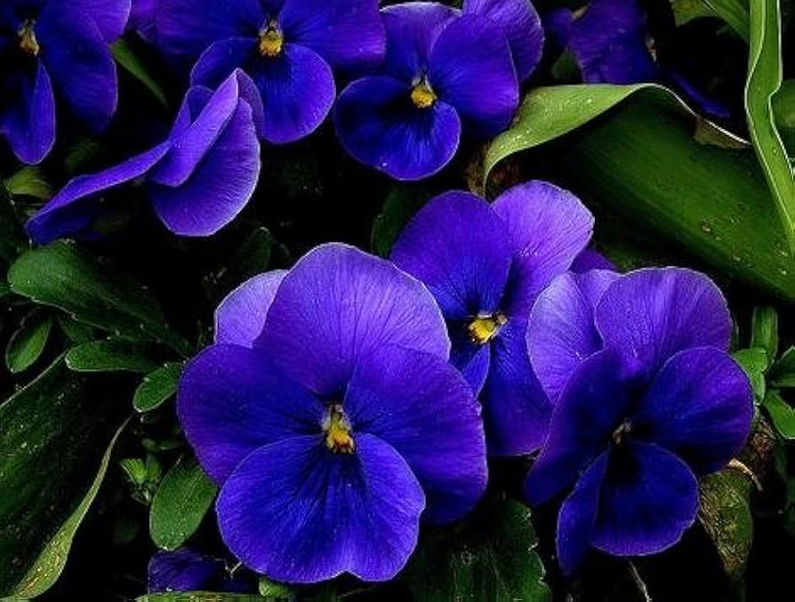 Pansy (flower Inspire Blue Velvet) for planting in garden